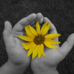 Sonnenblume in der Hand als Symbol für Sterbevorsorge (c) h.b. / pixelio.de